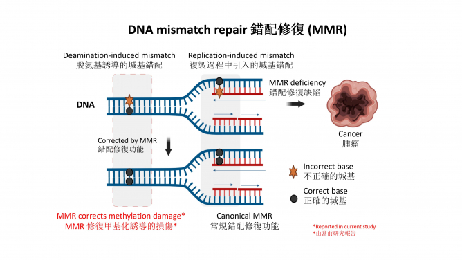 港大醫學院團隊發現基因錯配修復機制的新功能可減低患上癌症機率